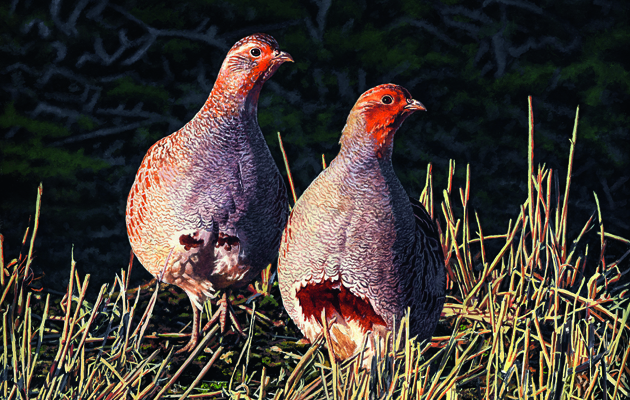 Pair of English partridges by sporting artist Jason Lowes