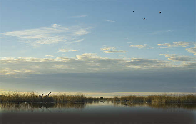 Duck shooting in Argentina. Morning flight