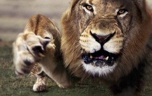 A snarling man-eater is not the best thing to encounter on the way to the shower block.
