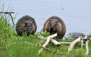 Beaver reintroduction. Could it spell disaster for our river?
