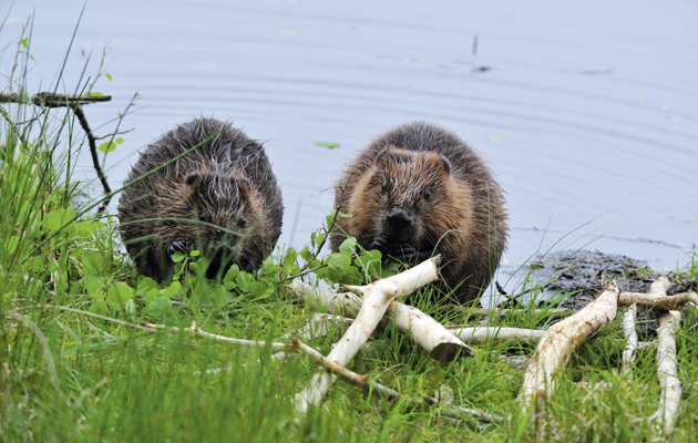 Beaver reintroduction. Could it spell disaster for our river?