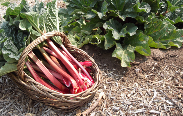 Rhubarb fool
