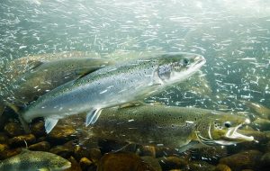 Atlantic salmon