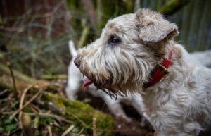 sealyham terrier