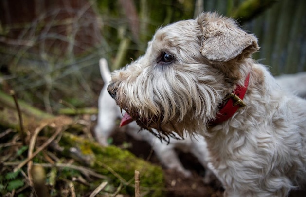 sealyham terrier