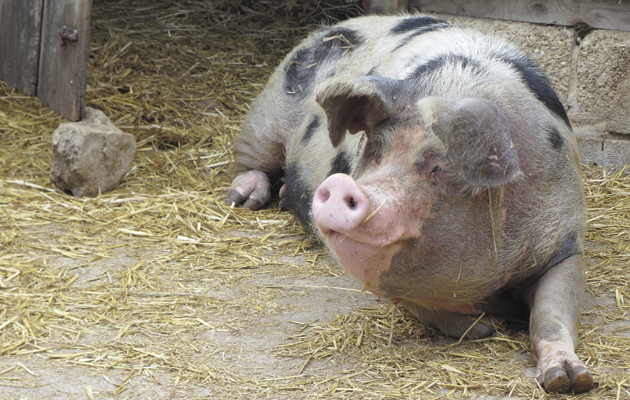 Open Farm Sunday. Pig