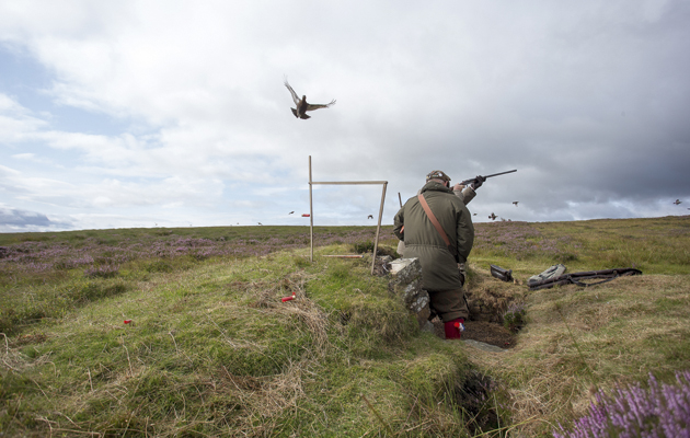 How to shoot grouse safely