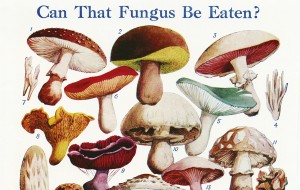 How to forage for mushrooms.