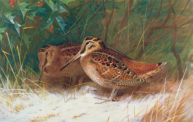 Holly. Thorburn painting