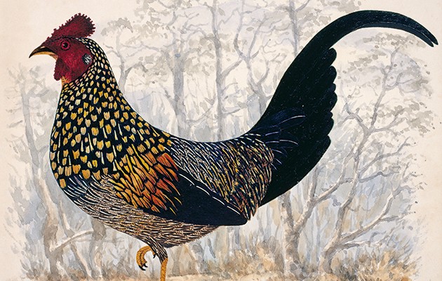 Grey junglefowl