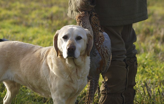 Gundog retirement