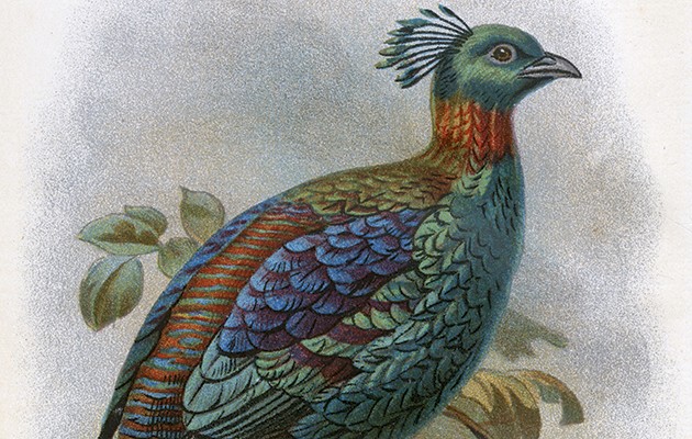 Pheasants of the world