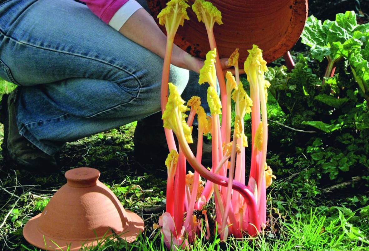 Rhubarb Triangle growing one of Yorkshire's greatest exports Flipboard