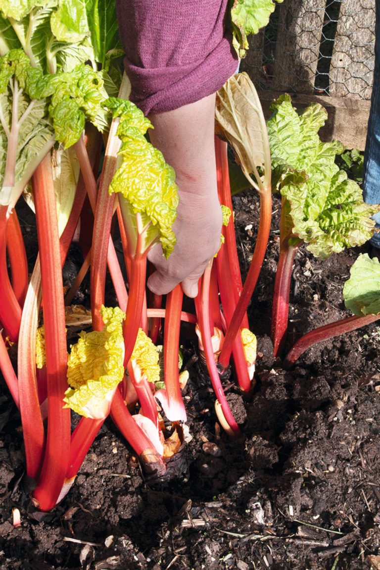 Rhubarb Triangle growing one of Yorkshire's greatest exports