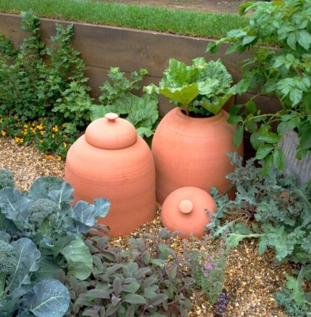 rhubarb forcing pots