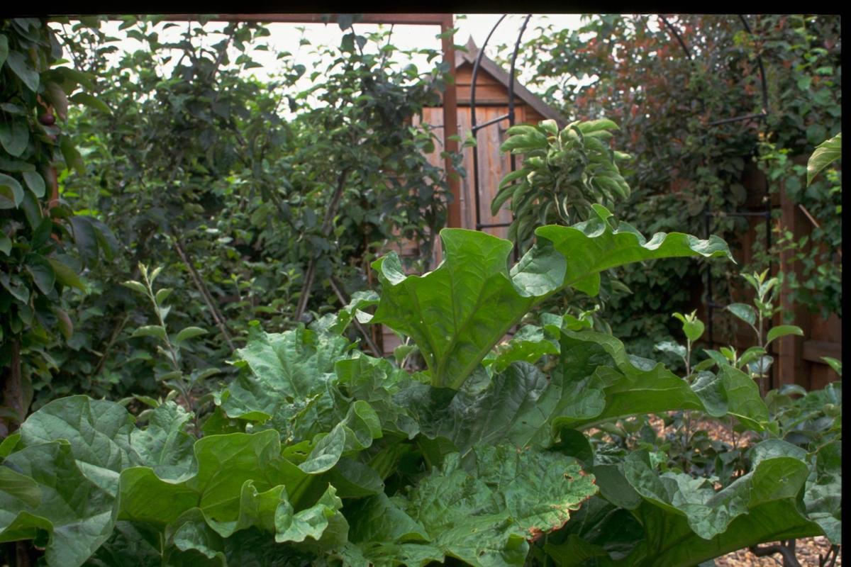 Rhubarb patch 