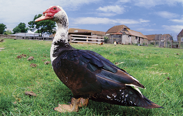 Beste Entenrassen. Bauernhof-Muscovy