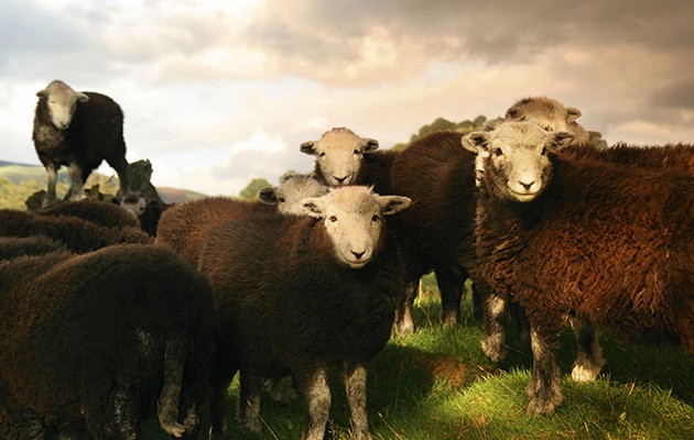 Sheep breeds
