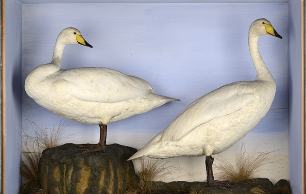 Summers Place Auctions