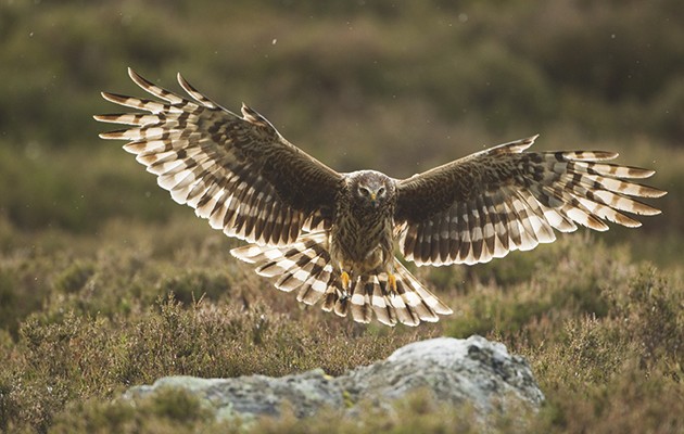 Conservation conflict. hen harrier