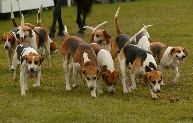 Field & Country Fair. Hounds