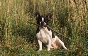 Dogs with breathing difficulties