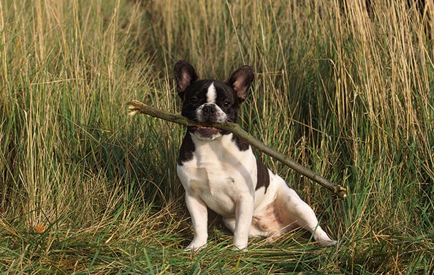 Dogs with breathing difficulties
