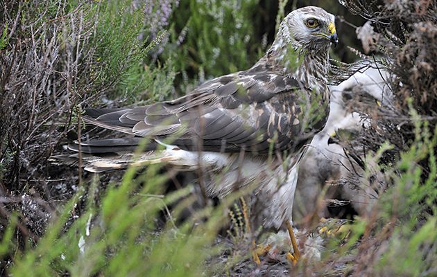 Langholm Moor Demonstration Project