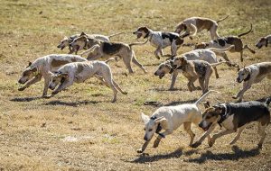 Foreign foxhounds