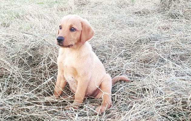 Fox red labrador puppy