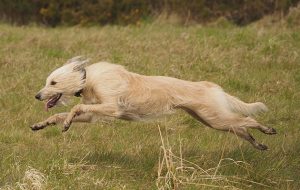 Lurcher