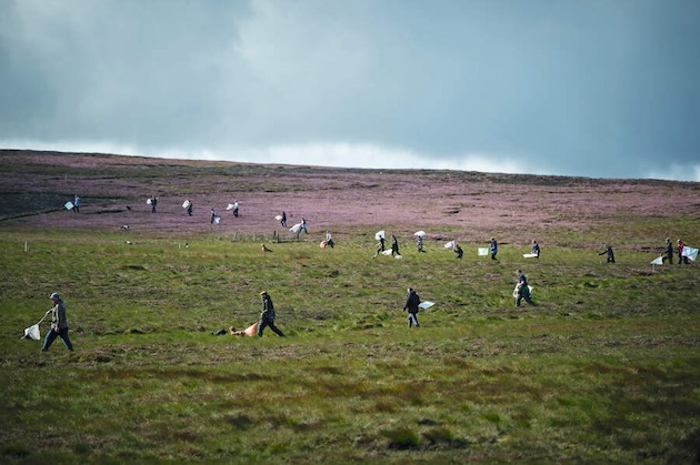 grouse beaters