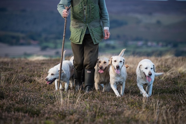 labradors with gamekeeper