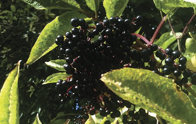 Elderberry sauce
