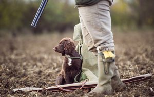 Gundog training tips