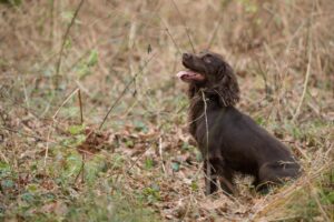 Working cocker spaniel