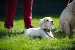 Clumber spaniel puppy