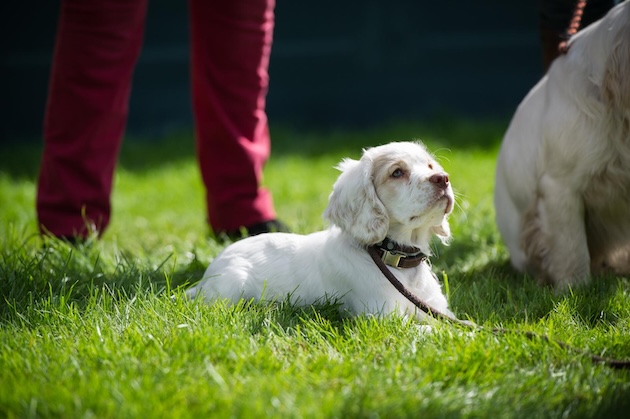 Clumber spaniel puppy