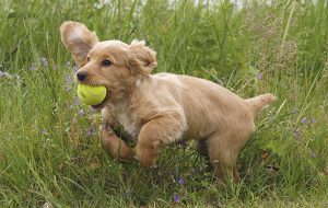 How to buy a gundog