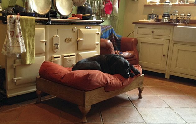 Essential gundog products - what to buy? - The Field