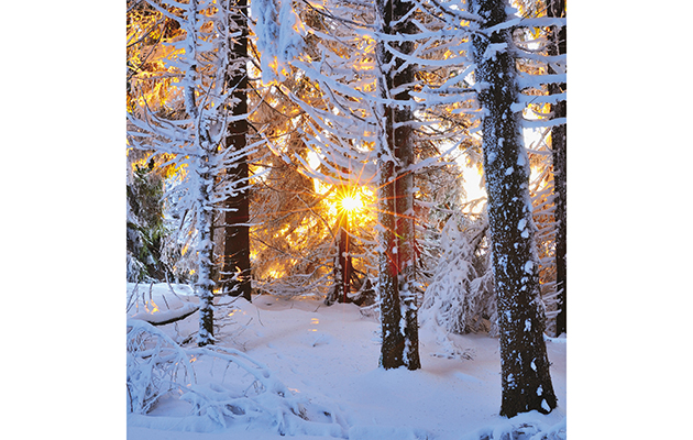 Best country Christmas cards