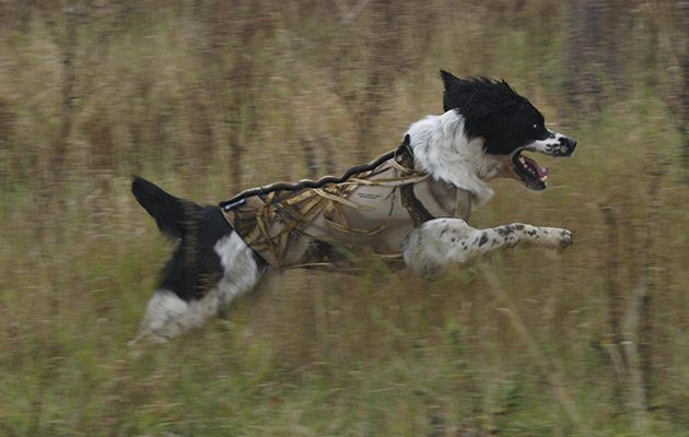 Christmas presents for gundogs