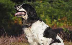 Gundog bereavement