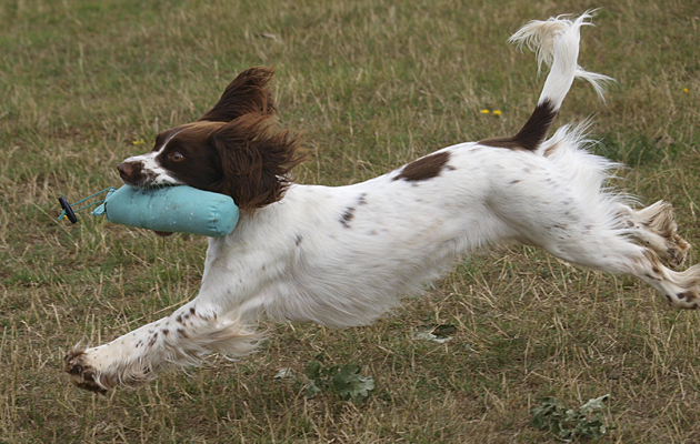 Off season with your gundog