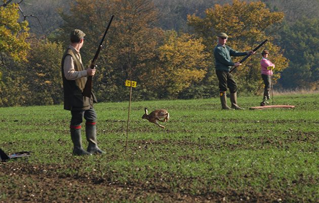Get a gundog steady to game