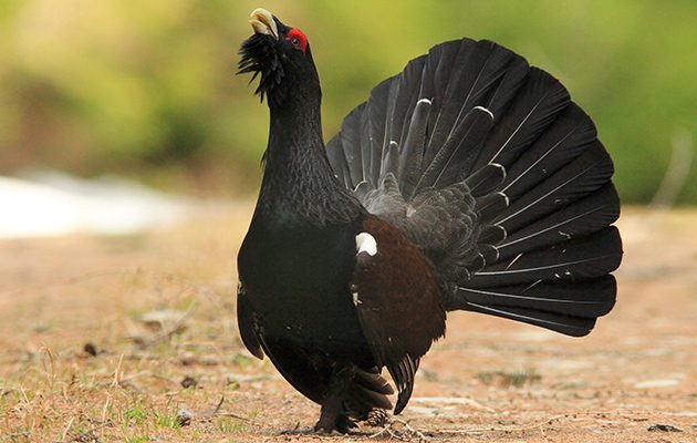 Capercaillie shooting