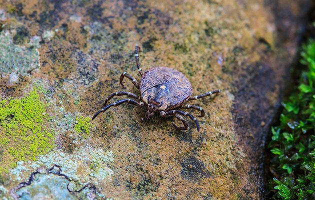 Ticks