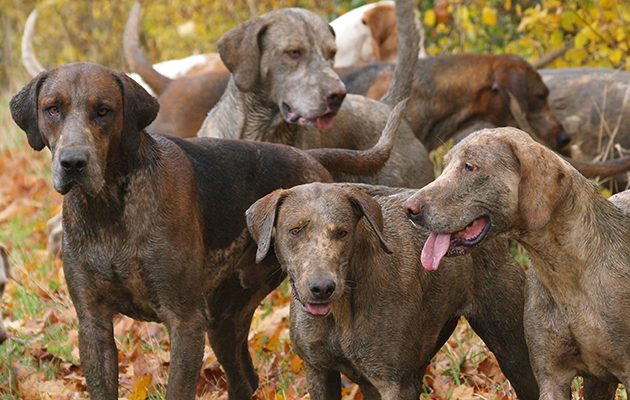 breeds of hunting dogs alphabet