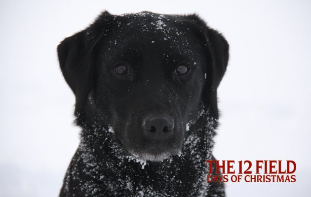 The 12 Field days of Christmas