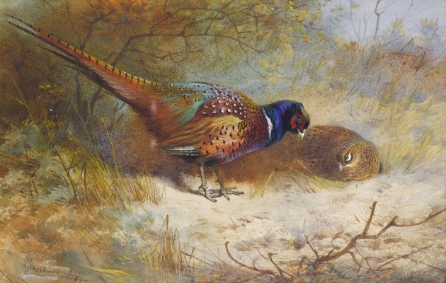 Archibald Thorburn